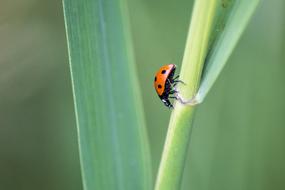 goodly Ladybug Insect