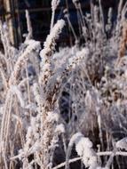 Winter Cold Ice