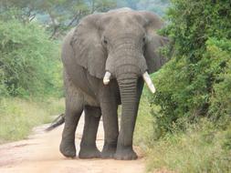 Elephant Africa Conservation
