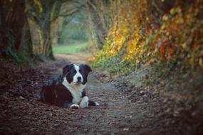 Dog Attention forest