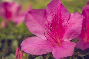 pink Floral Nature