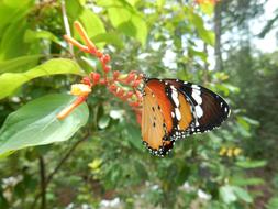 Butterfly Close Up Orange
