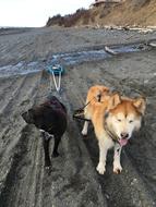 goodly Dogs Harness