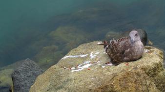 brown Gull laying on stone at Sea