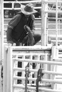 Rodeo Horse black and white