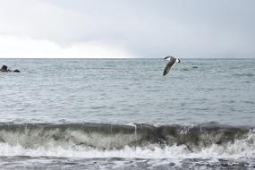 amazingly beautiful Sea Beach bird