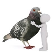 white man hugs a pigeon