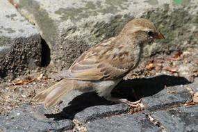 Sparrow or Young Sperling