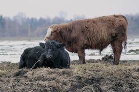 Cattle Cows Mammals