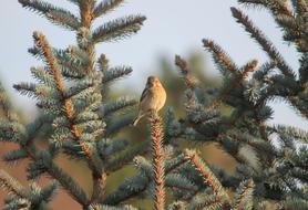 little bird sits on top of a blue spruce