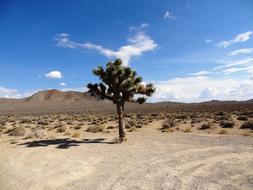 Joshua Tree Desert