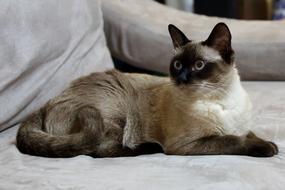 Siamese cat on the sofa