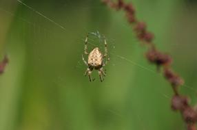 photo of a spider hanging on a web