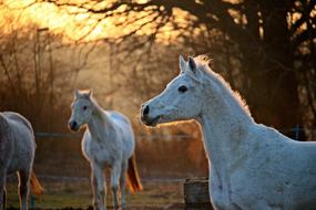 Mold Horses in Evening