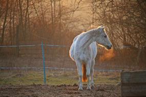 horse walking in the winter season