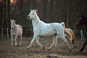 Horse Mold Evening Light