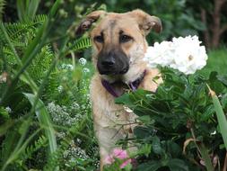 domestic dog in a green garden among flowers