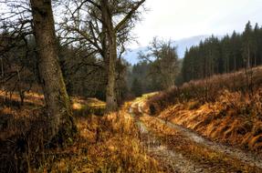 Forest Track Nature