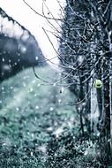 Winter Apple