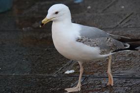 a seagull walks along the wet promenade