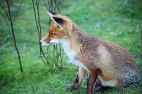 fox sits in a green forest and watches carefully