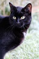 Beautiful black cat on the grass is watching carefully