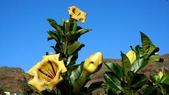 Flowers Plants Canary Islands Blue