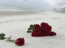 red Roses on Sand White