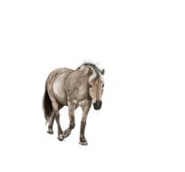 horse digital artwork art