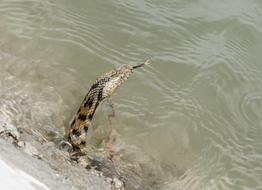 goodly Snake Water