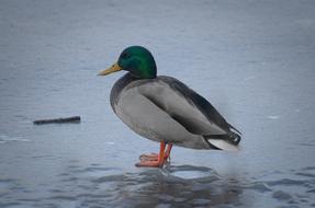 Duck Mallard Drake