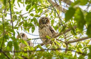 Beautiful and colorful owls on the branches with green leaves