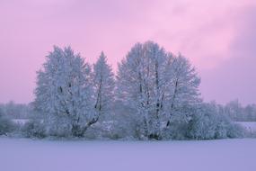 Snowy Trees in Wintertime