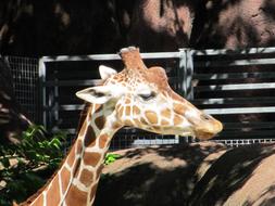 nice Giraffe Head Zoo