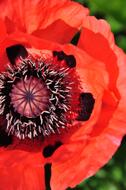 Flower Poppy Red Close