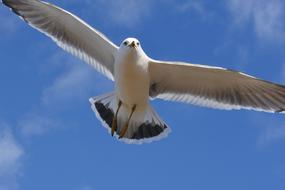 seagull with wingspan in blue sky close up