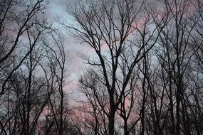 Sunrise Clouds Through Trees