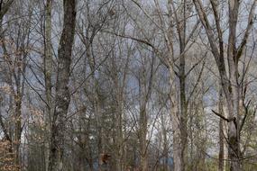 Dark Storm Clouds Through Trees