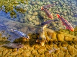 Carps Koi Pond