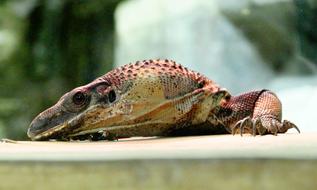 colorful Reptile on stone, Varanus rudicollis