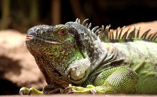Iguana Lizard Reptile