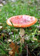 Taodstool Fungus Fungi