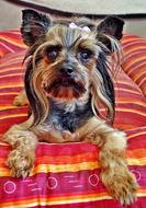 goodly Yorkie Dog Bed