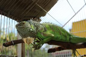 Iguana Animal Reptiles green