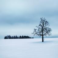 Wintry Tree Silent