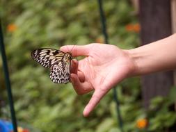 beautiful butterfly on child hand