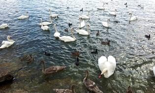 a flock of brown ducks and a flock of white swans swim in the pond