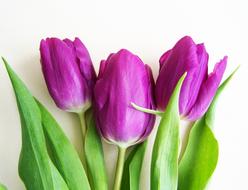 Purple Tulips Spring Flower