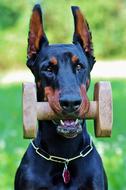 Doberman Fejkép Apportfa