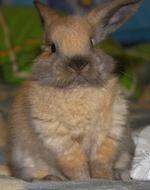 pretty furry Rabbit